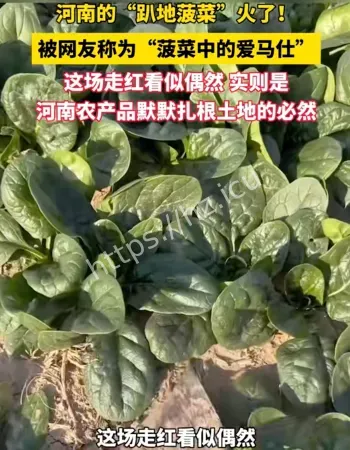 河南趴地菠菜